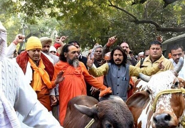 مودی سرکار میں گائے انسانوں سے زیادہ اہم، 8 برسوں میں 894 مسلمان قتل